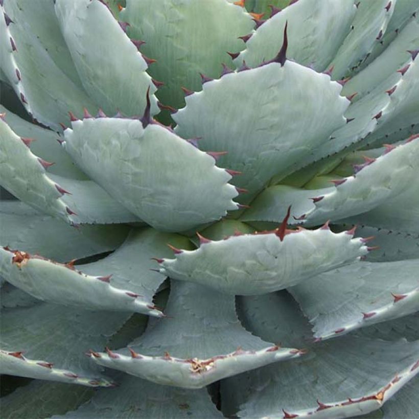 Agave Kikijokan (Blad)