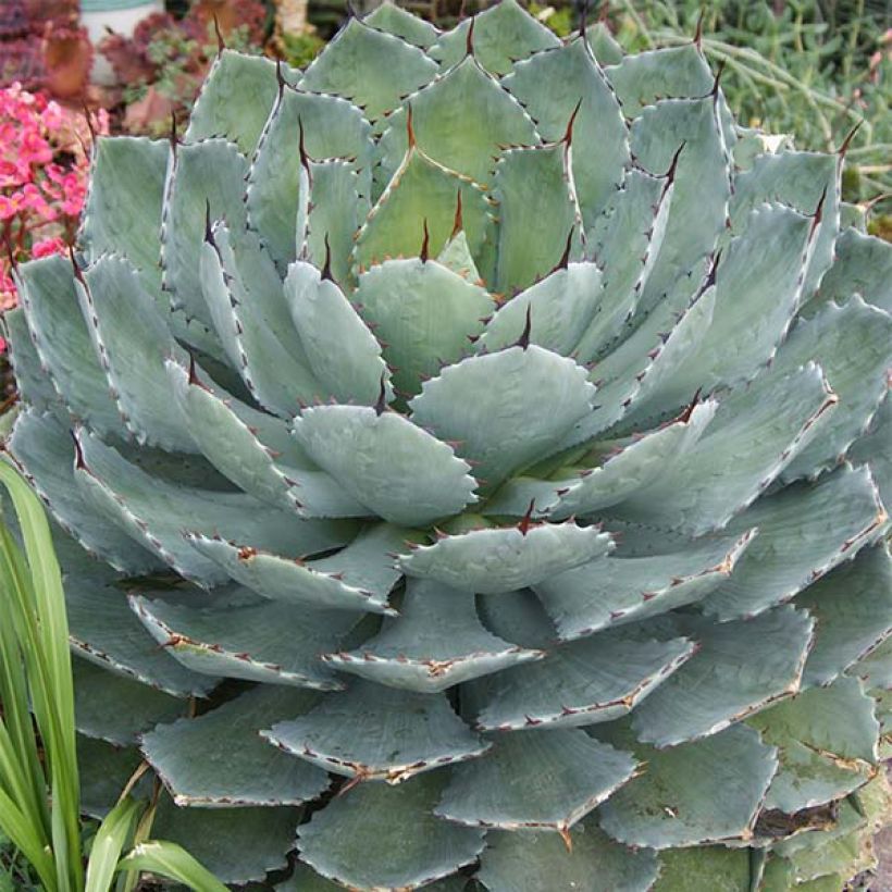 Agave Kikijokan (Groeiplaats)