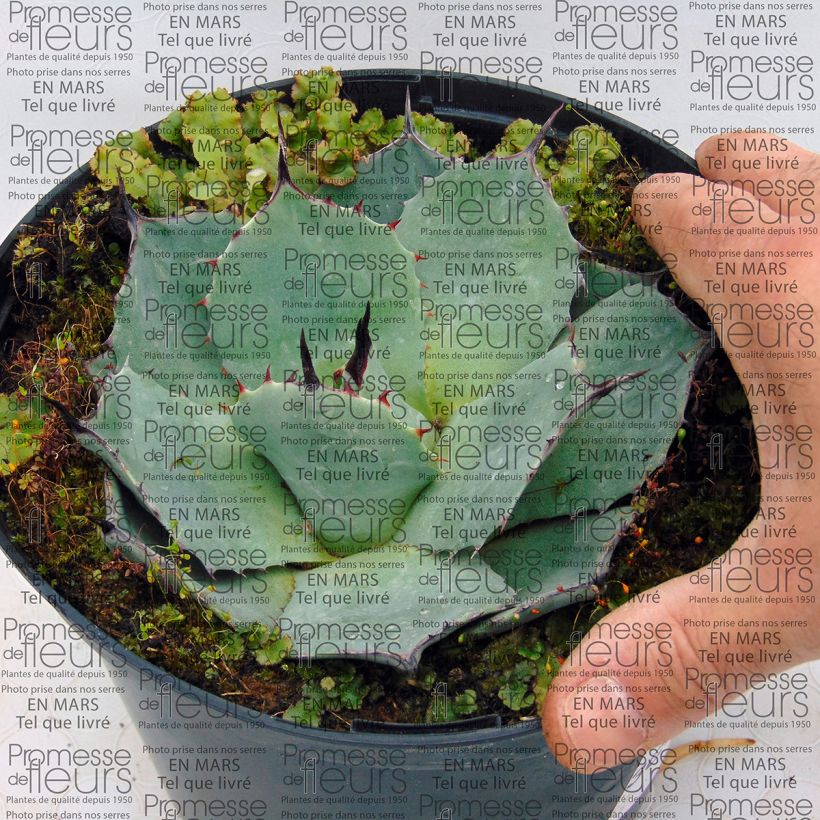 Voorbeeld van een exemplaar van Agave parryi huachucensis - Artisjok Agave Pot van 2 l/3 l zoals geleverd