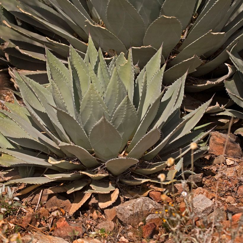 Agave parryi huachucensis - Artisjok Agave (Groeiplaats)