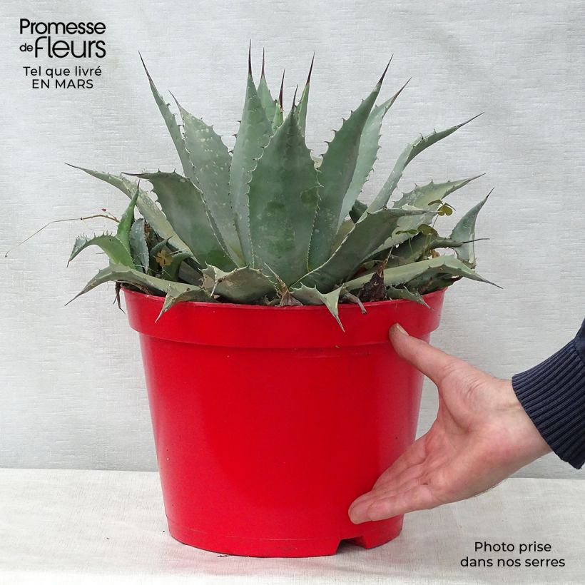 Example of Agave parryi neomexicana - Artisjok Agave Pot van 7,5 l/10 l as you get in printemps