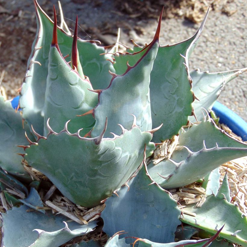 Agave potatorum (Blad)