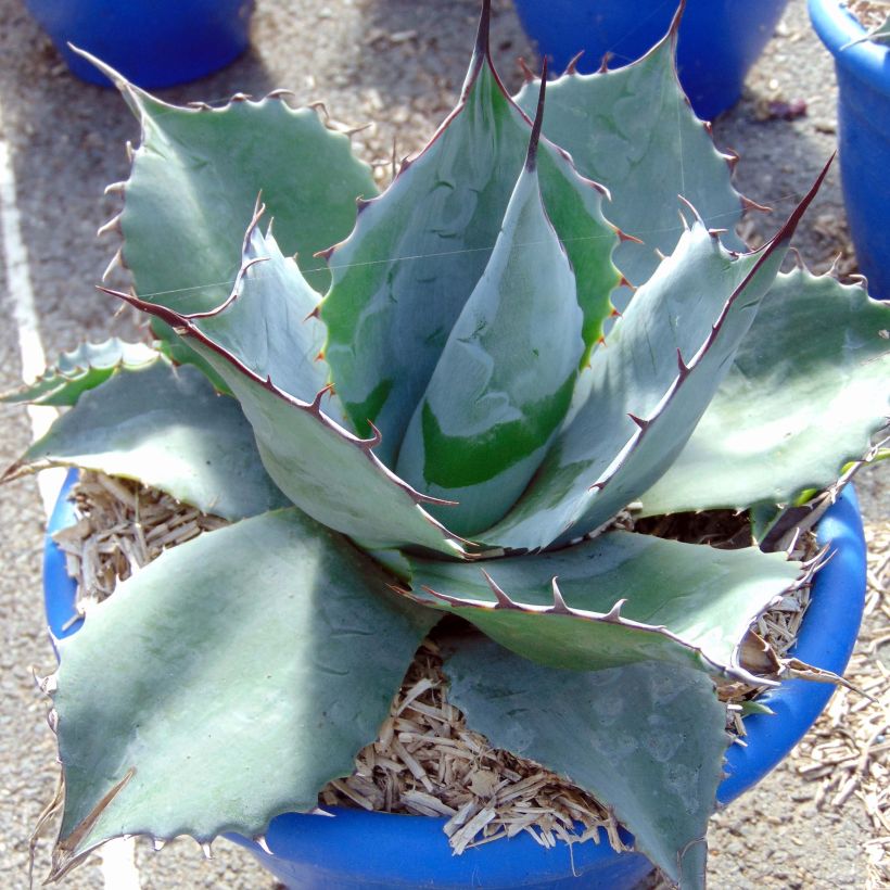 Agave potatorum (Groeiplaats)