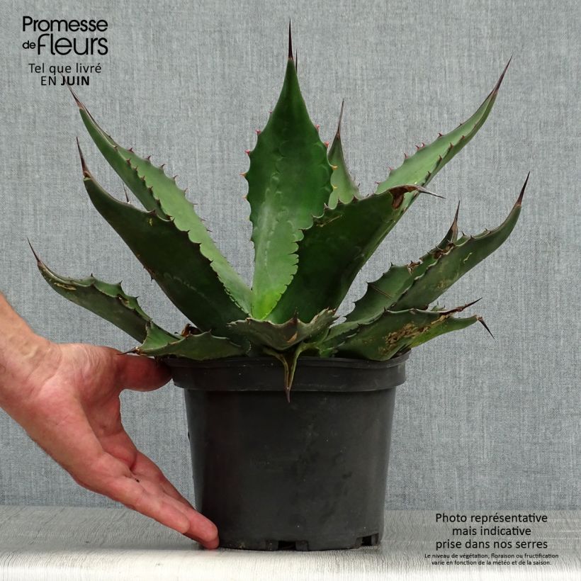 Exemplaar van Agave salmiana Pot van 3 l/4 l zoals geleverd in de zomer