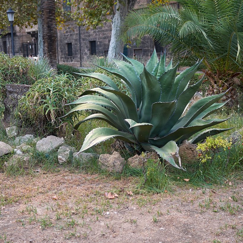Agave salmiana subsp. crassispina (Groeiplaats)