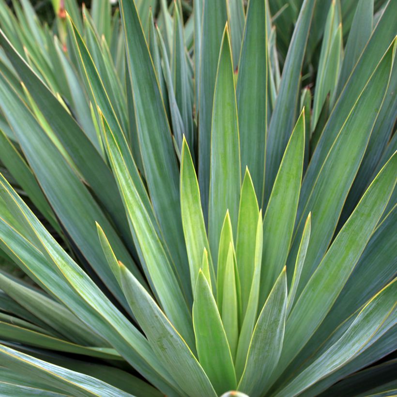 Agave sisalana - Sisal (Blad)