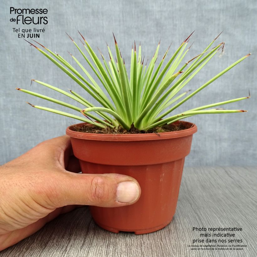 Exemplaar van Agave stricta Nana - Egeltjesplant Pot van 12 cm / 13 cm zoals geleverd in de zomer