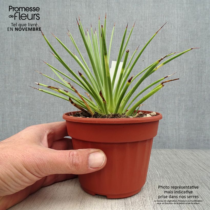 Exemplaar van Agave stricta Nana - Egeltjesplant Pot van 12 cm / 13 cm zoals geleverd in de herfst