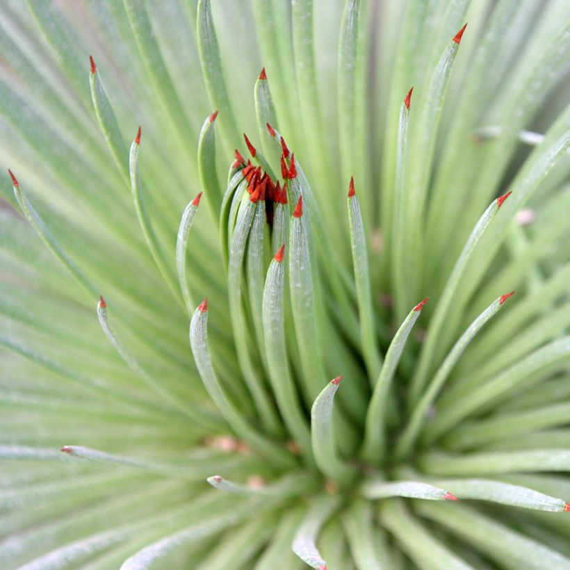 Agave stricta - Egeltjesplant (Blad)