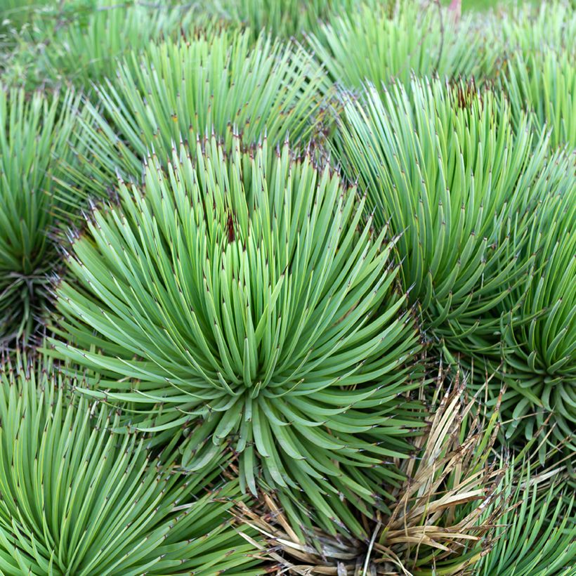Agave stricta - Egeltjesplant (Groeiplaats)