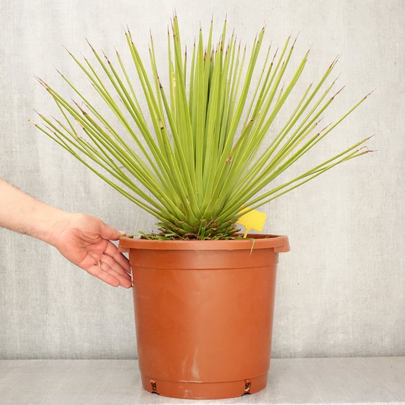 Exemplaar van Agave stricta - Egeltjesplant Pot van 12 l/15 l zoals geleverd in de lente