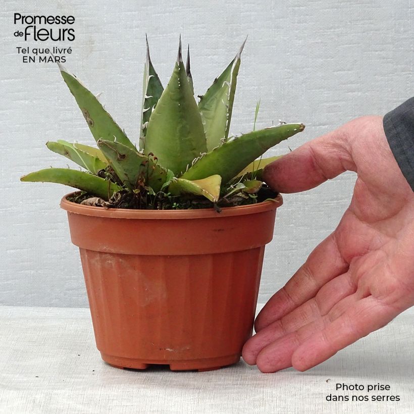 Exemplaar van Agave titanota Pot van 12 cm / 13 cm zoals geleverd in de lente