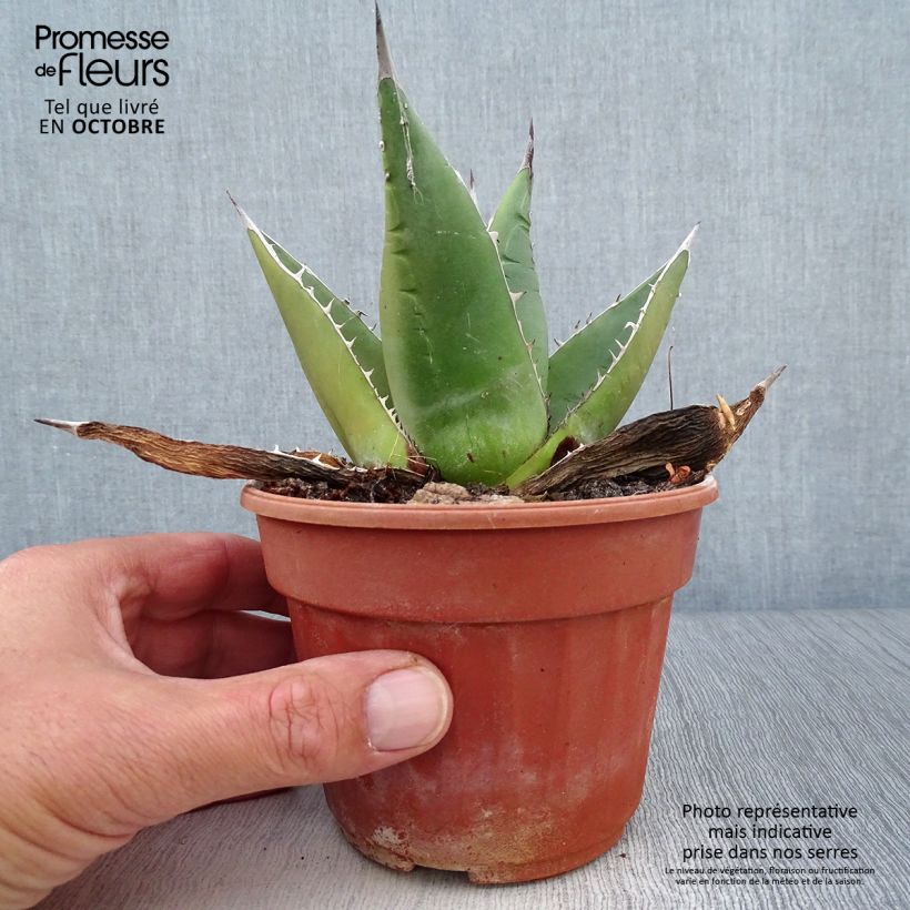 Exemplaar van Agave titanota Pot de 12 cm / 13 cm zoals geleverd in de herfst