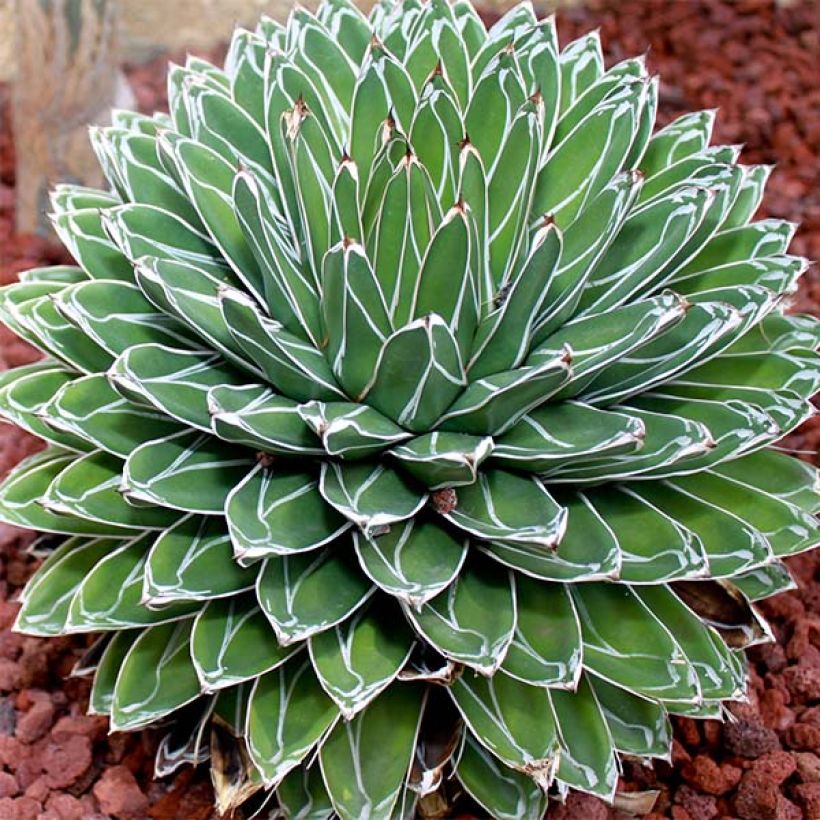 Agave victoriae-reginae - Koningin Victoria-agave (Plant habit)