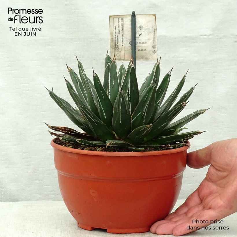 Exemplaar van Agave victoriae-reginae - Koningin Victoria-agave Pot van 2 l/3 l zoals geleverd in de zomer