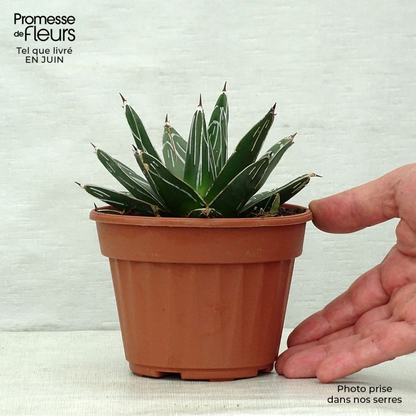 Exemplaar van Agave victoriae-reginae - Koningin Victoria-agave Pot van 12 cm / 13 cm zoals geleverd in de zomer