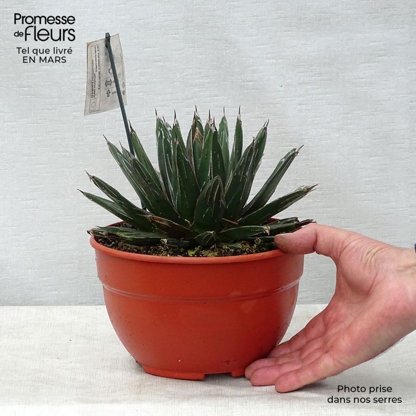 Example of Agave victoriae-reginae - Koningin Victoria-agave Pot van 2 l/3 l as you get in printemps
