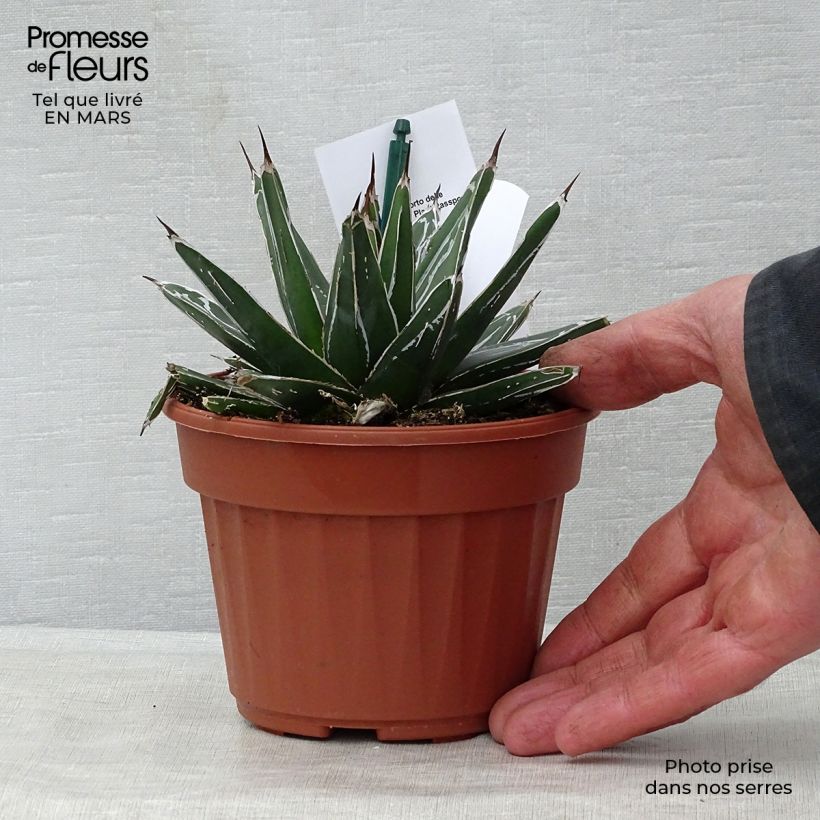 Example of Agave victoriae-reginae - Koningin Victoria-agave Pot van 12 cm / 13 cm as you get in printemps
