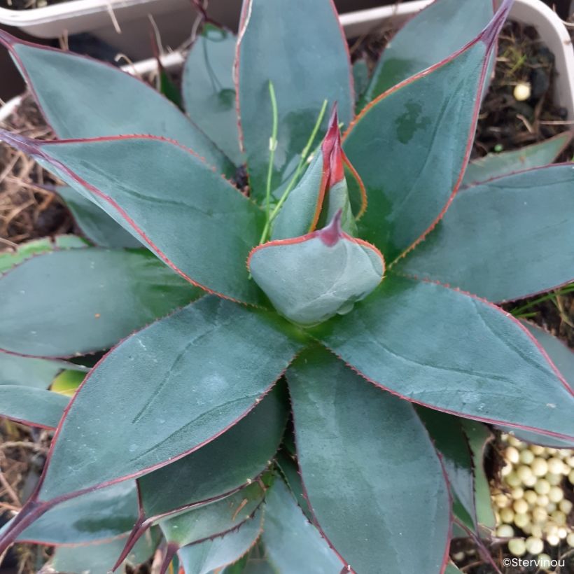 Agave Blue Ember - Koningin Victoria-agave (Bloei)