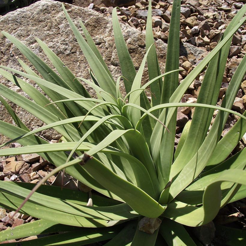 Agave bracteosa (Blad)
