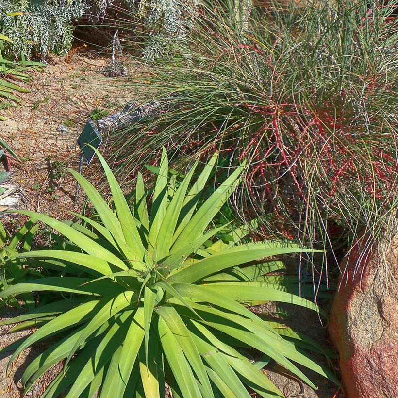 Agave bracteosa (Groeiplaats)