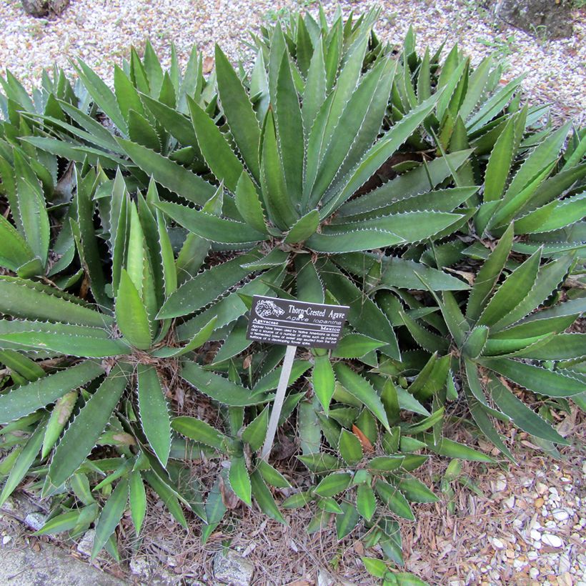 Agave lophantha - Doornkraag agave (Groeiplaats)