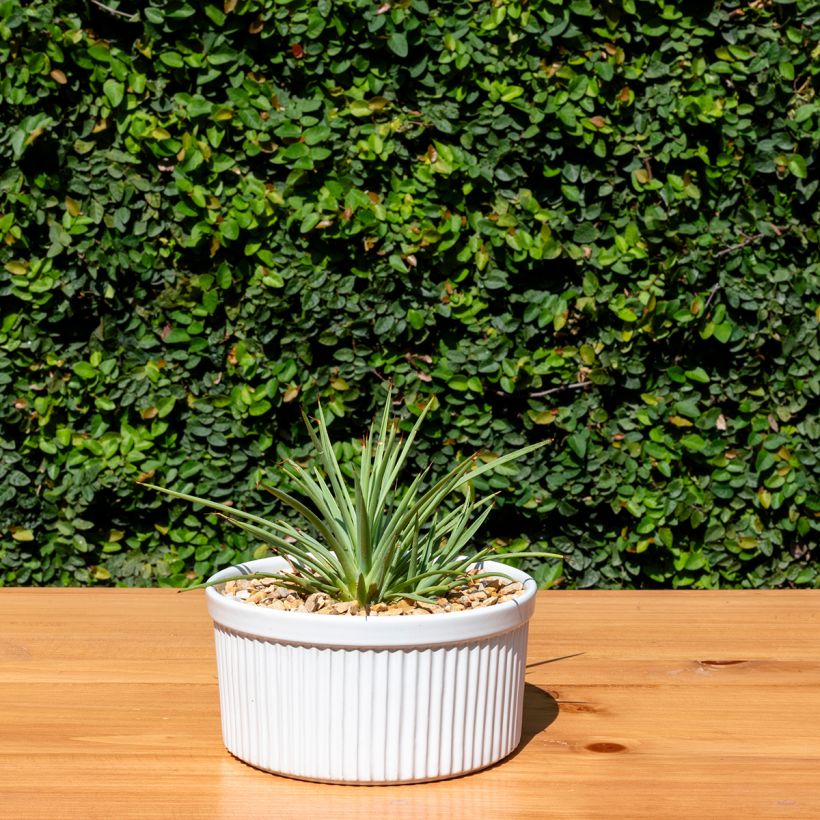 Agave stricta Nana - Egeltjesplant (Groeiplaats)