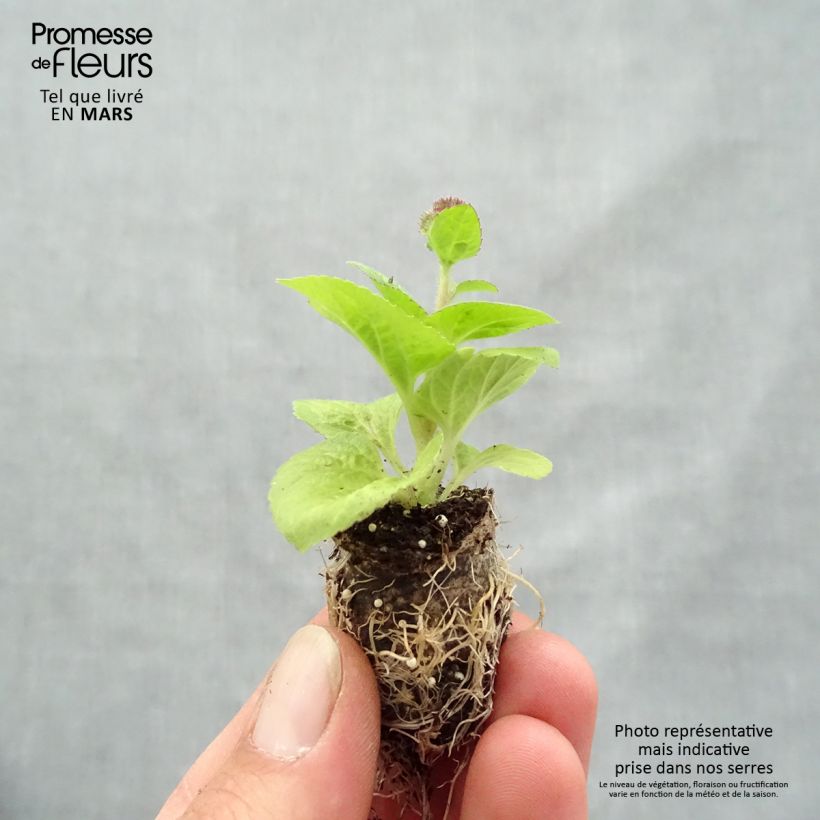 Exemplaar van Mexicaantje Cushion Violet - Ageratum houstonianium Mini-mot Ø 1,5/2,5 cm zoals geleverd in de lente