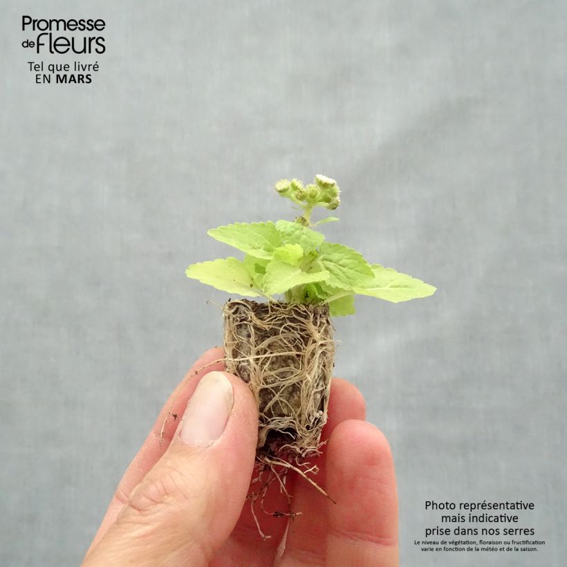 Exemplaar van Mexicaantje Cushion White - Ageratum houstonianium Mini-mot Ø 1,5/2,5 cm zoals geleverd in de lente