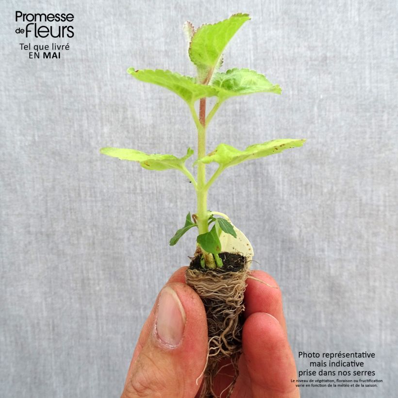 Exemplaar van Mexicaantje City Blue - Ageratum houstonianum Mini-mot Ø 3/4 cm zoals geleverd in de lente