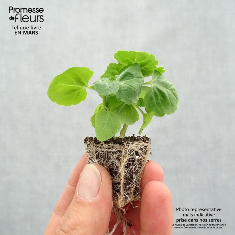 Exemplaar van Mexicaantje City Blue - Ageratum houstonianum Kluitplant: kluit 3,8 cm x 3,2 cm in een tray voor 16 planten zoals geleverd in de lente