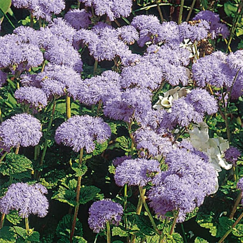 Mexicaantje City Blue - Ageratum houstonianum (Bloei)