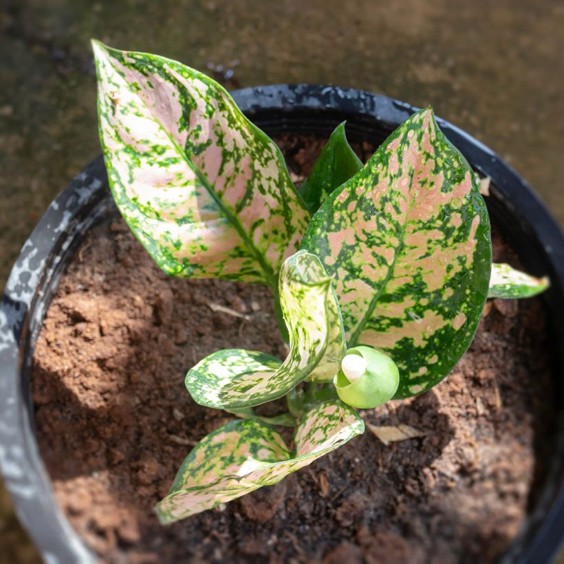Aglaonema Beauty (Foliage)