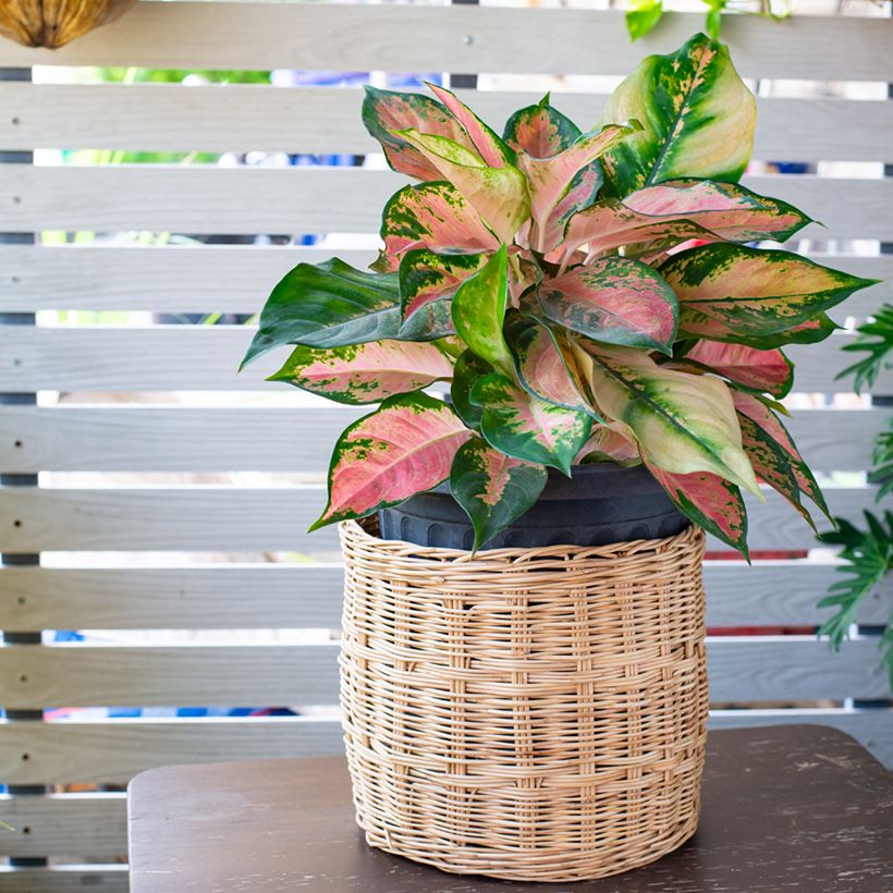 Aglaonema Red Valentine - Chinese evergreen (Groeiplaats)