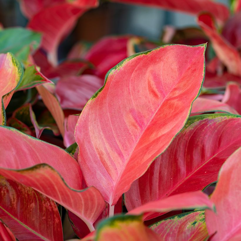 Aglaonema Rich Red (Blad)