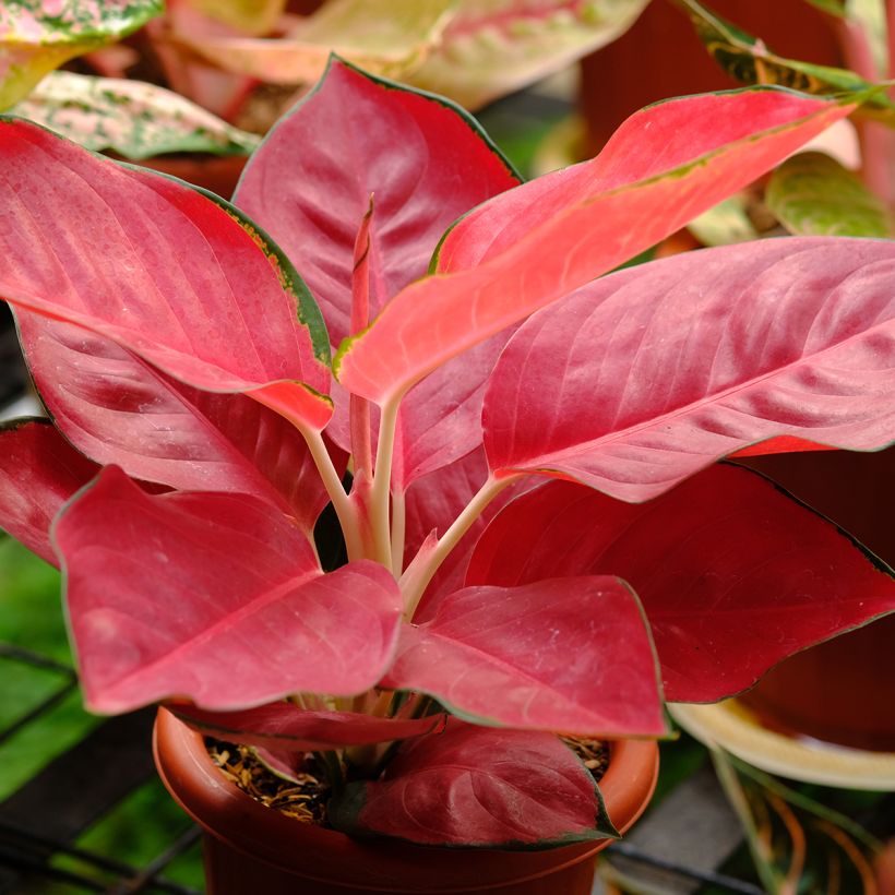 Aglaonema Rich Red (Groeiplaats)