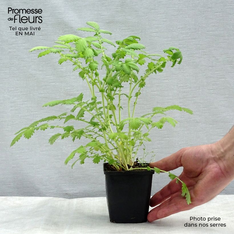 Exemplaar van Agrimonia eupatoria Alba - Gewone agrimonie Kweekpotje van 8/9 cm zoals geleverd in de lente