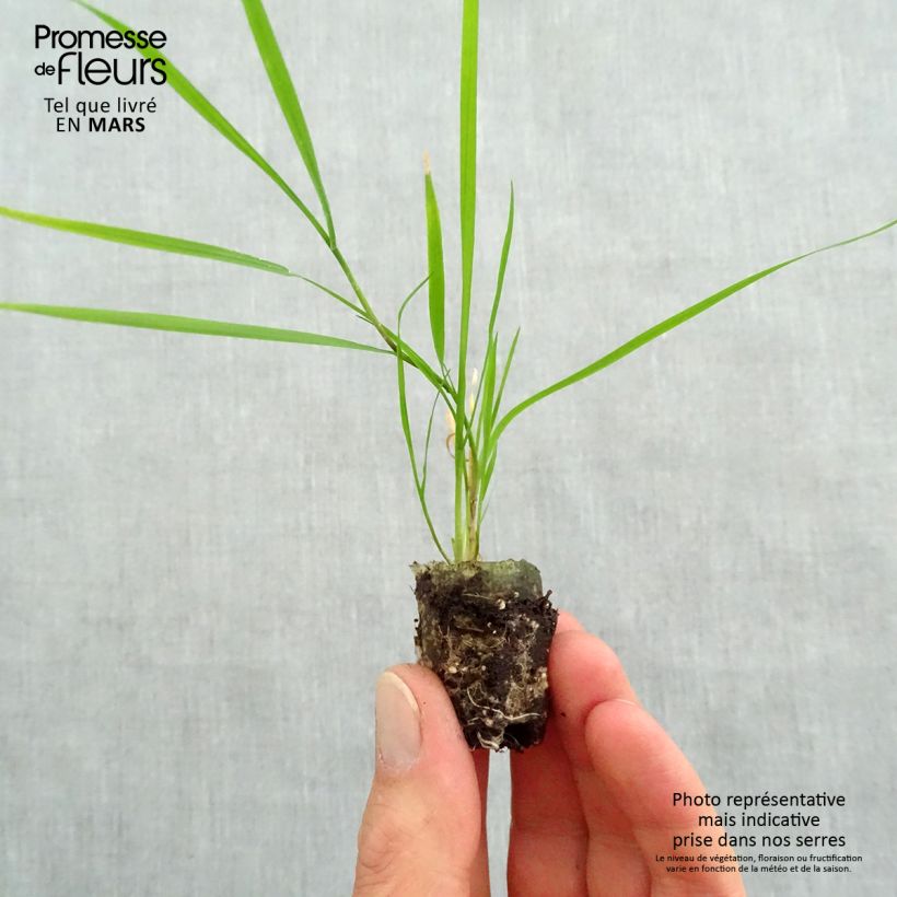 Exemplaar van Agrostis stolonifera Green Twist - Fioringras Mini-mot Ø 1,5/2,5 cm zoals geleverd in de lente