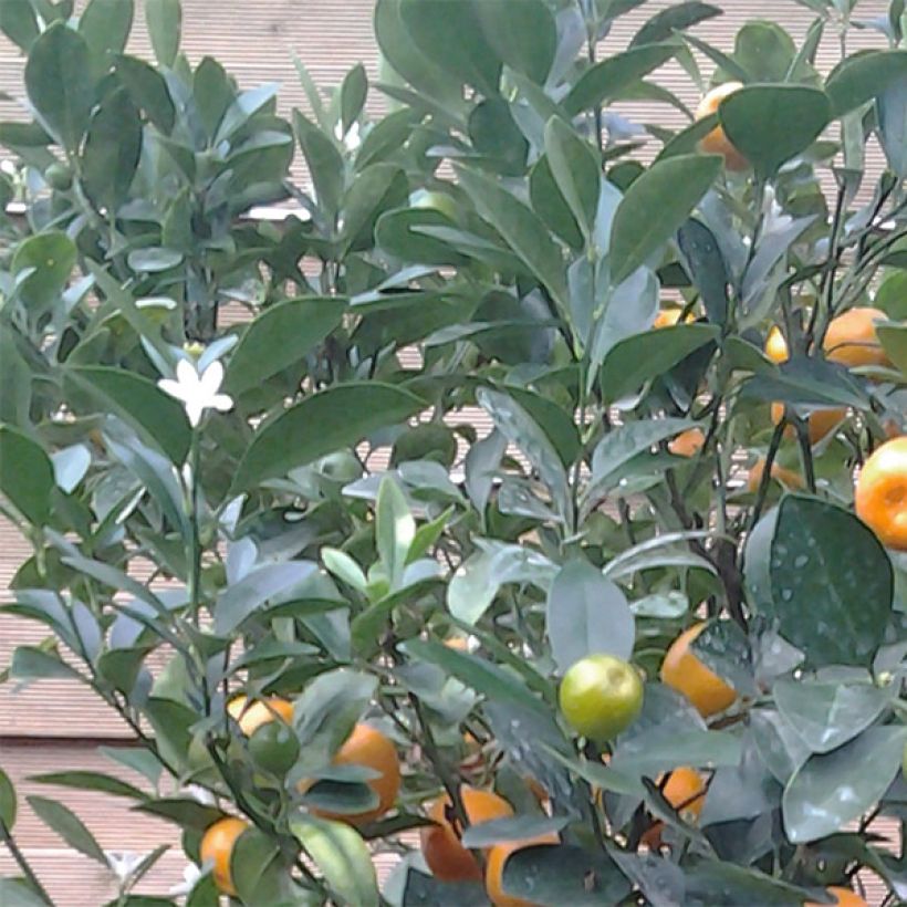 Citrus Calamondin (Blad)
