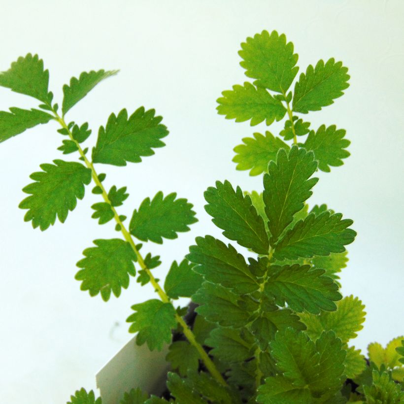 Agrimonia eupatoria - Gewone agrimonie (Blad)