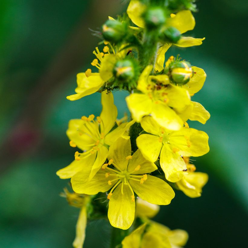 Agrimonia eupatoria - Gewone agrimonie (Bloei)