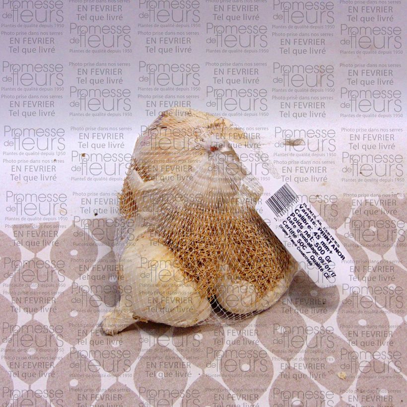 Voorbeeld van een exemplaar van Knoflook Printanor Stuk kaliber 45/+ mm zoals geleverd