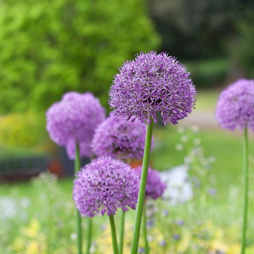 Allium Gladiator - Sierui (Groeiplaats)