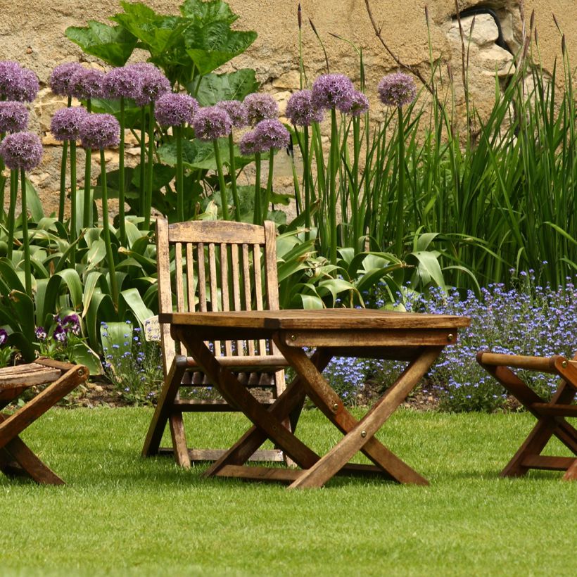 Allium Globemaster - Sierui (Groeiplaats)