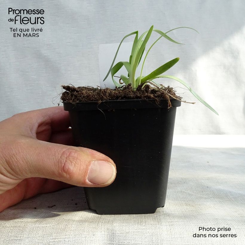 Exemplaar van Allium Millenium - Sierui Kweekpotje van 8/9 cm zoals geleverd in de lente