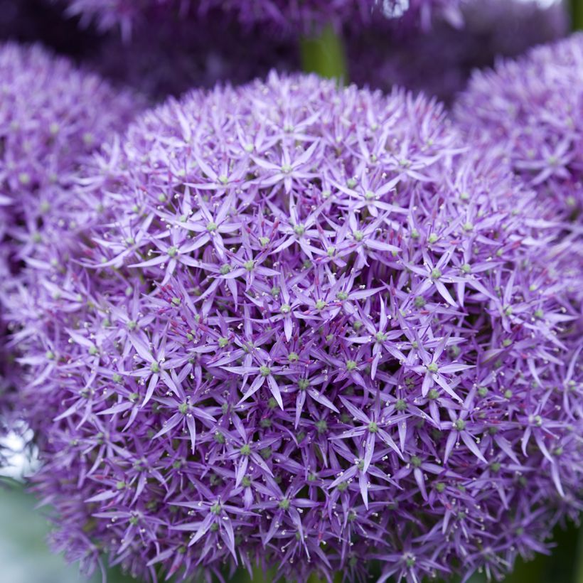 Allium Pinball Wizard - Sierui (Bloei)