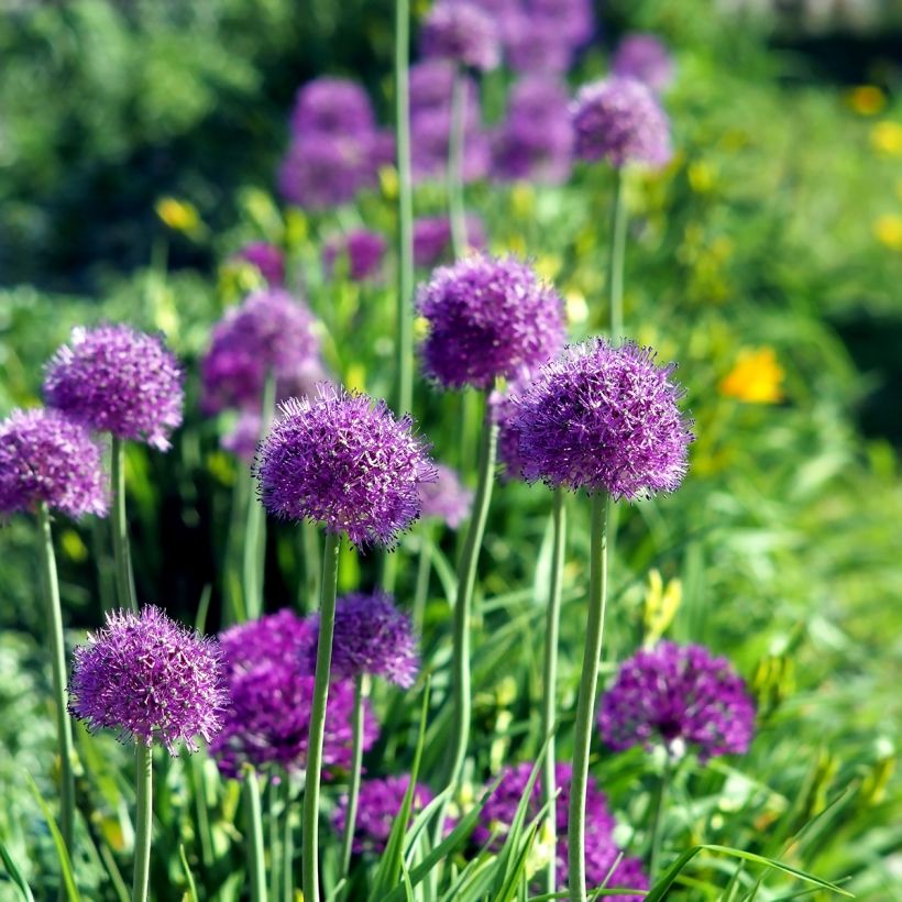 Allium aflatunense Purple Sensation - Sierui (Groeiplaats)