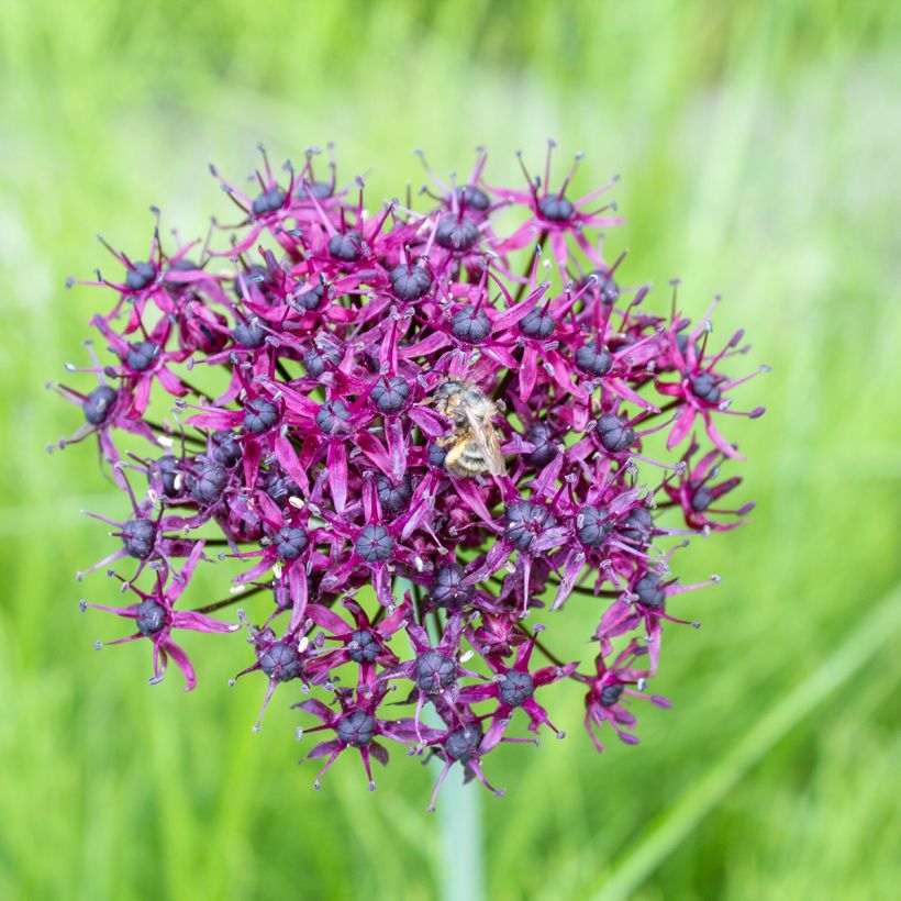 Allium atropurpureum - Sierui (Bloei)