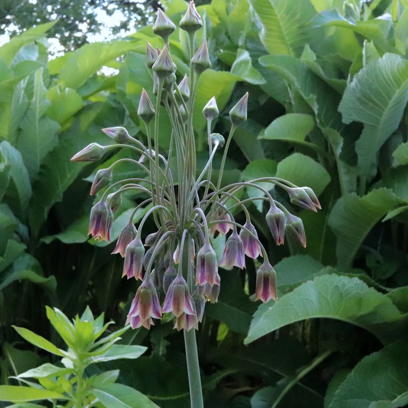 Allium siculum subsp. dioscoridis - Bulgaarse sierui (Bloei)