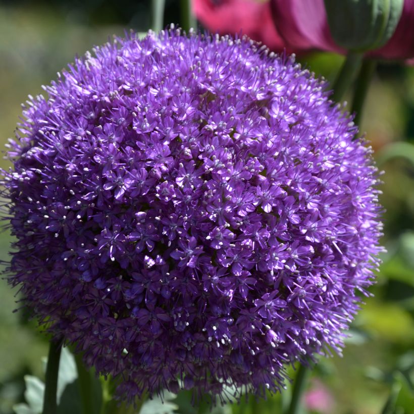 Allium giganteum - Reuzenlook (Bloei)